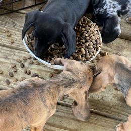 Dachshund Puppies from Witchy Woman’s Wiener’s