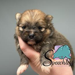 Tito - Orange sable male Pomeranian puppy in Perry County, Ohio from Speechless Pom’s