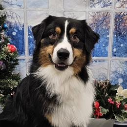 Kinder - Australian Shepherd