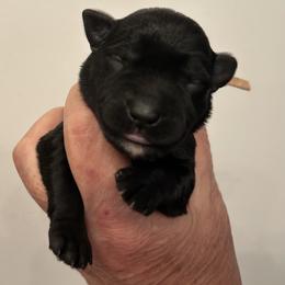 Raven - Black female Miniature Schnauzer puppy in Newburgh, Indiana from Lakehouse Miniature Schnauzers of Southern Indiana