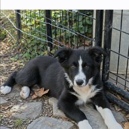 Spur - Black & white male Australian Shepherd puppy in Keyser, West Virginia from Heartfelt Hollow Farm