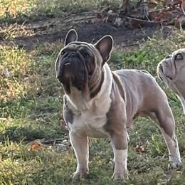 Gus - French Bulldog