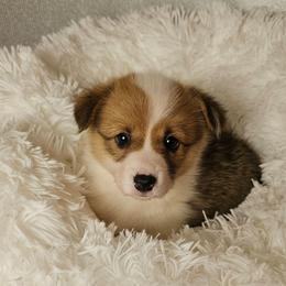 Marshmallow- Docked tail - Red female Pembroke Welsh Corgi puppy in Deming, New Mexico from Dragon Ridge Corgis