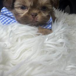 Versace - Liver male Shih Tzu puppy in Seattle, Washington from Shih Tzu’s  ‘N’ Love
