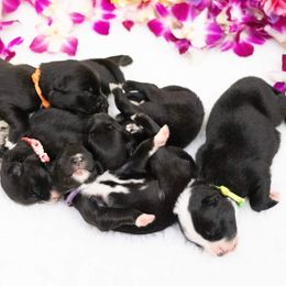 Australian Shepherd Puppies from Splash 'N Dash Aussies