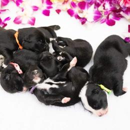 Australian Shepherd Puppies from Splash 'N Dash Aussies