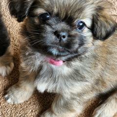 Tibetan Spaniel Puppies from Trillium Tibetan Spaniels