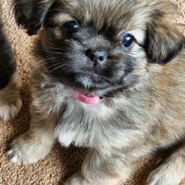 Tibetan Spaniel Puppies from Trillium Tibetan Spaniels
