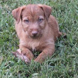 American Hunt Terrier and Russell Terrier Puppies from Bare Bottom Farms