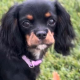 Lyla - Cavalier King Charles Spaniel