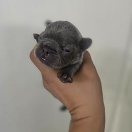 Maggie Simpsons - Blue female French Bulldog puppy in Avondale, Arizona from Montes House of  Frenchies
