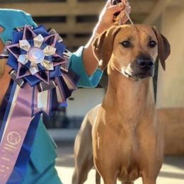 Rhodesian Ridgebacks from Celtic Lore Ridgebacks