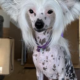 Chinese Cresteds and English Setters from Ambush Kennel