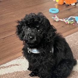 Jackson - Black male Poodle puppy in Sarasota, Florida from Paradise Poodles