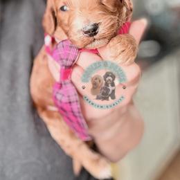 Boy 1 - male Goldendoodle puppy in Marion, Ohio from Doodles & Doxies