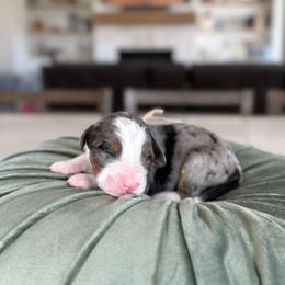 Tan Collar - Blue merle female Bernedoodle puppy in Indiahoma, Oklahoma from Farm Fresh Doodles