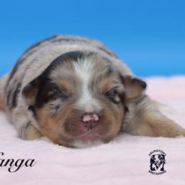 Kanga - Blue merle female Miniature Australian Shepherd puppy in Weeki Wachee, Florida from Arlington's Mini Aussies