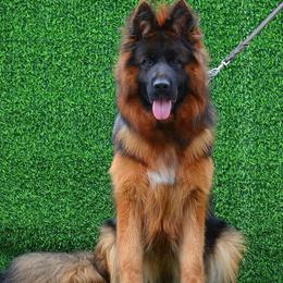 Eris - German Shepherd