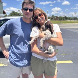 German Shorthaired Pointer Puppies from Edelmarke GSPs Reg’d
