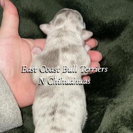 No name yet - Merle female Chihuahua puppy in Waxhaw, North Carolina from East Coast Bull Terriers N Chihuahuas