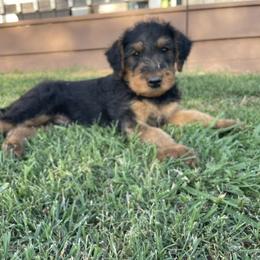 Boy 3 - male Airedale Terrier puppy in Anderson, California from Airedales of Myriad Ranch