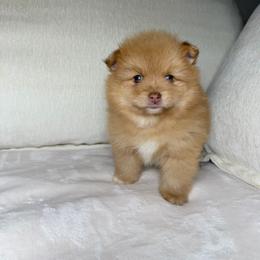Chai - Orange sable male Pomeranian puppy in Newport News, Virginia from Nel’s Pomeranians