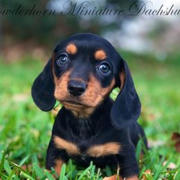 Dachshunds from Powderhorn Miniature Dachshunds