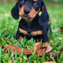 Dachshunds from Powderhorn Miniature Dachshunds