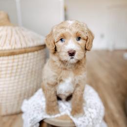 Beat It - Red  male Goldendoodle puppy in Syracuse, Indiana from The Doodle Cove