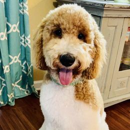 Goldendoodles from JC Doodles