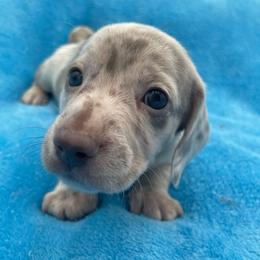 Conway - Dapple male Dachshund puppy in Sarah, Mississippi from White's Mississippi Doxies