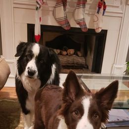 Border Collie Puppies from Willow Spring Border Collies
