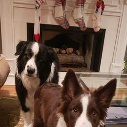 Border Collie Puppies from Willow Spring Border Collies
