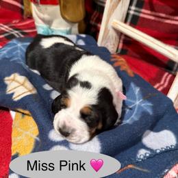 Miss Pink - Black brown and white female Basset Hound puppy in Lagrange, Georgia from Tall Oak Bassets