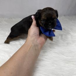 Rolo - Chocolate male Shih Tzu puppy in Columbia, Kentucky from Lisa Bandy Luxe Shih Tzu