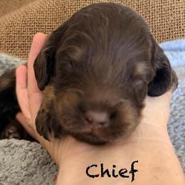 Chief - Chocolate male Australian Labradoodle puppy in Helena, Montana from Labradoodles of Montana