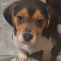 Daisy - White black and tan female Beagle puppy in East Providence, Rhode Island from Amanda's Beagles