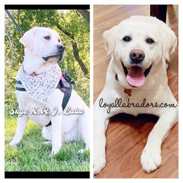 Labrador Retriever puppies from Skye K.R.J English Labradors