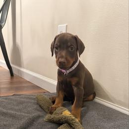 Light Purple Collar female - Red and rust female Doberman Pinscher puppy in Madison, Indiana from Jensen Dobermans and Dachshunds