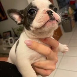 French Bulldog Puppies from Elite Bullies Miami