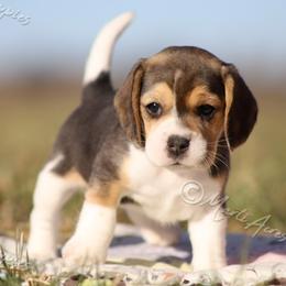 AKC 'Sally Jo' - Black tan and white female Beagle puppy in Lamar, Missouri from Marti Acres ~ Boston Terrier & Beagles