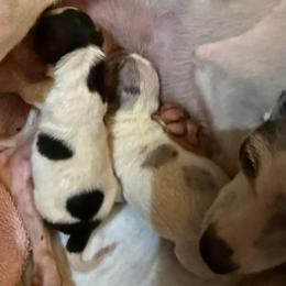 Chihuahua Puppies from Foxy's Legacy Chihuahuas