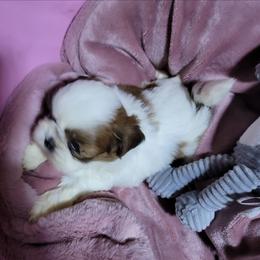Little Rozie - Red and white female Shih Tzu puppy in Cartersville, Georgia from 100 Acre Woods Shih Tzu Plantation