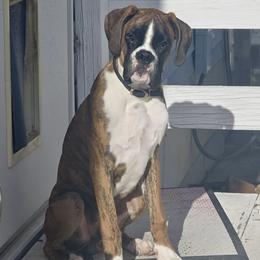 Boxer All Grown Up from Rorschach Boxers