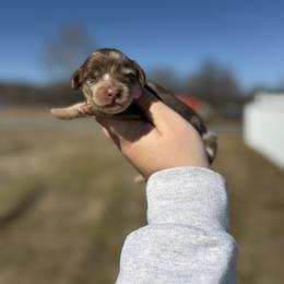 Chip - Dapple male Dachshund puppy in Mc Alester, Ok, Oklahoma from New Hope Miniature Dachshunds