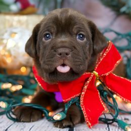 Chinese Shar-Pei and Companion Cross Puppies from Mini Hippo Land