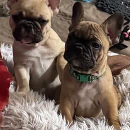 French Bulldog Puppies from Mosaic French Bulldogs