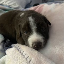 Australian Shepherd Puppies from Forgotten Coast Australian Shepherds