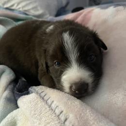 Australian Shepherd Puppies from Forgotten Coast Australian Shepherds