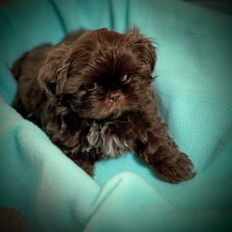 Mac - Chocolate male Shih Tzu puppy in Tallahassee, Florida from Bows and Bow Ties